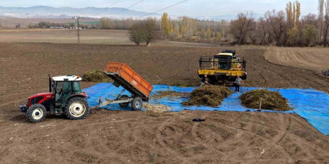 Deneme amaçlı ektiler ilk hasadı yaptılar! Kenevir çiftçilere yeni umut oldu: Gelirlerini artırması bekleniyor 5